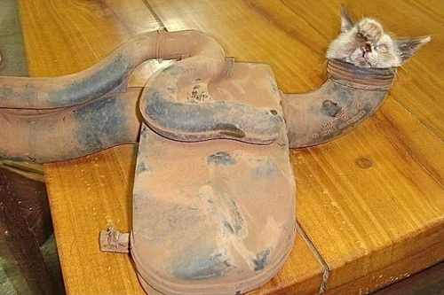 Kỳ lạ chú mèo bị mắc kẹt trong ống xả ô tô