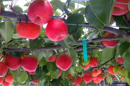 Lê lai táo độc đáo chuẩn bị ra thị trường