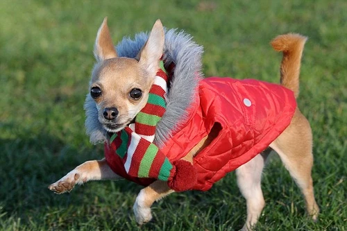 Chú chó ăn mặc thời trang nhất nước Anh