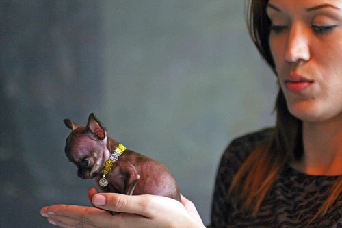 Ngắm nhìn chú chó Chihuahua nhỏ nhất thế giới