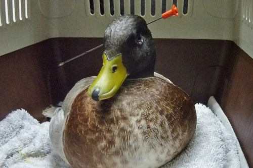 Vịt suýt bị đâm xuyên đầu vẫn sống sót