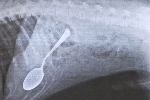 Chú chó sống sót khi nuốt phải thìa dài gần 18cm