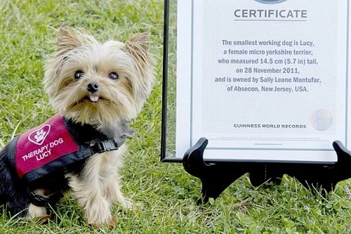 Chú chó nhỏ nhất thế giới