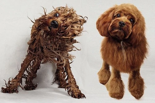 Bất ngờ với những chú chó vào thẩm mỹ viện