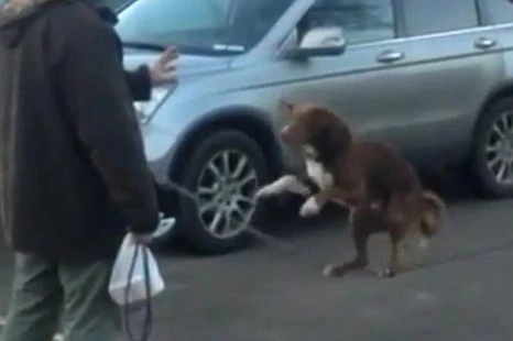 Chú chó gây "bão" trên Youtube