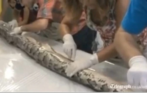 Trăn Miến Điện khổng lồ mang thai 87 trứng