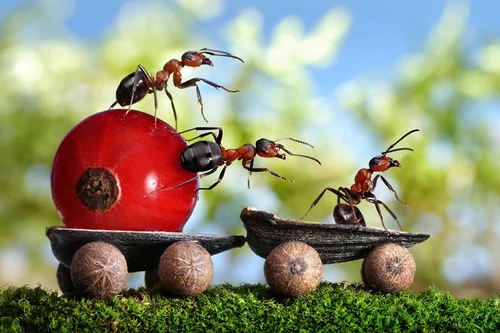 Chiêm ngưỡng bộ ảnh của các "người mẫu" kiến