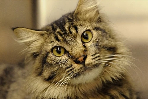 Chú mèo trở về sau 16 năm thất lạc