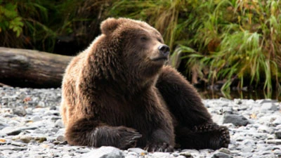 Gấu mẹ cứu người khỏi sư tử núi