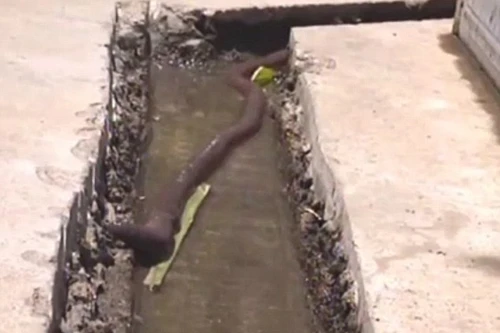 Hoảng hốt phát hiện giun đất to như rắn
