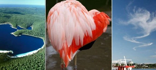 Những trái tim của tạo hóa thiên nhiên