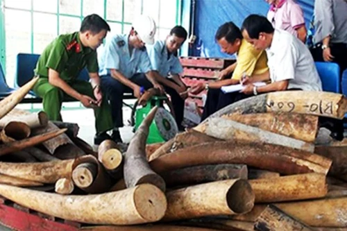 Tổng cục Hải quan lên tiếng vụ thủ kho tạm giữ đánh tráo ngà voi đem bán