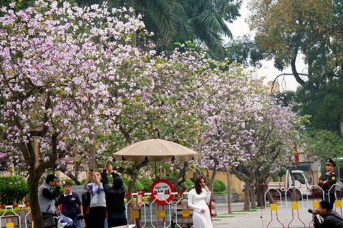 Dáng hình cô gái Thái trong loài hoa ban trên đường Hà Nội