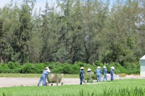 Bài thuốc bổ gan từ rau đắng đất