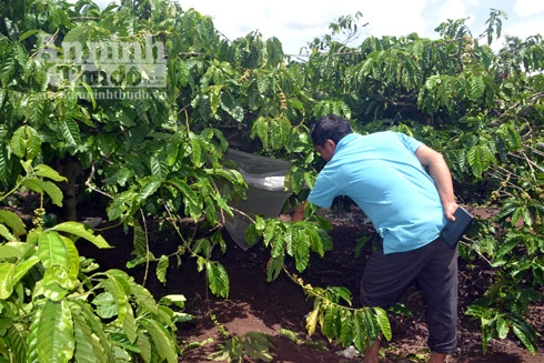 Nghi án bé gái 7 tuổi bị hiếp dâm, vứt xác trong vườn cà phê