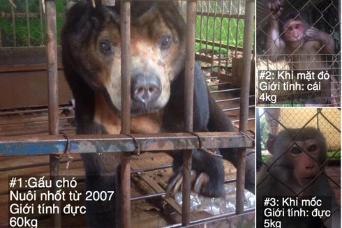 Cứu hộ thành công một cá thể gấu chó và hai cá thể khỉ