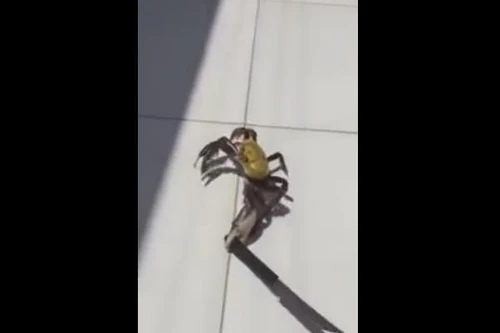 Xem clip "Cua trốn nồi múa dao chạy khỏi nhà hàng"