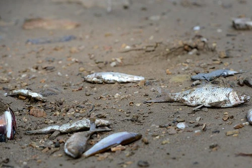 Audio26-4-2016: Cá lại chết trắng bờ biển Quảng Bình, ngư dân vớt bán cho thương lái