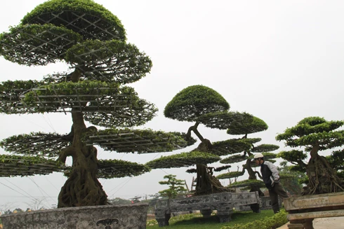 Làng cây cảnh cổ nhất Việt Nam