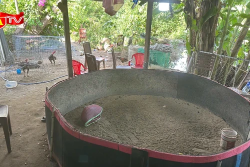 Đột kích tụ điểm cá độ đá gà quy mô lớn "núp bóng" trại chăn nuôi gà