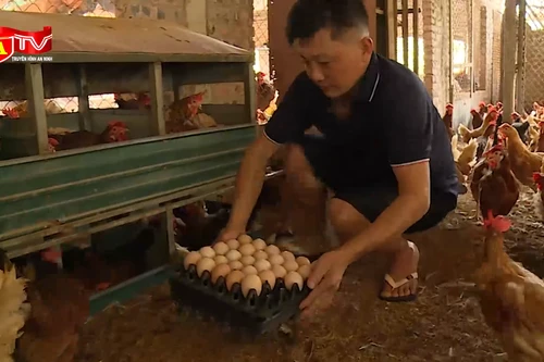 Các cơ sở chăn nuôi lo lắng vì tin trứng gà giả