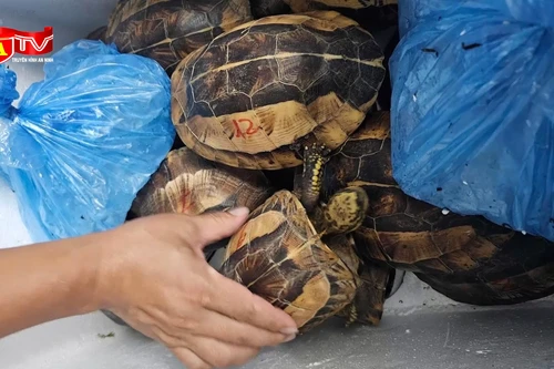 Khởi tố đối tượng buôn bán trái phép động vật quý hiếm 
