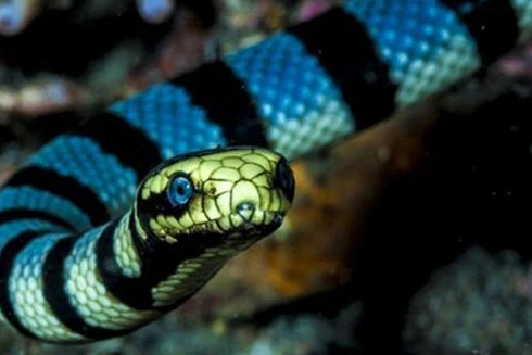 [ẢNH] Top 10 loài rắn cực độc, nguy hiểm nhất hành tinh