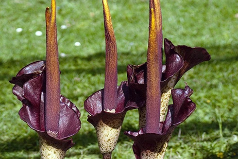 [ẢNH] Những loài hoa kỳ lạ nhất thế giới