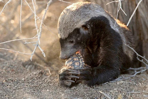 [ẢNH] Điểm mặt những loài động vật "cục tính" nhất hành tinh