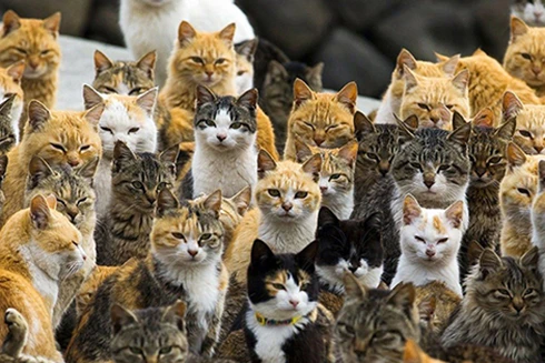 [ẢNH] Thánh địa nơi động vật chính là "bá chủ"