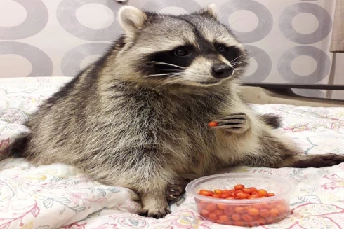 [ẢNH] Những thú cưng "cực hot" trên mạng xã hội