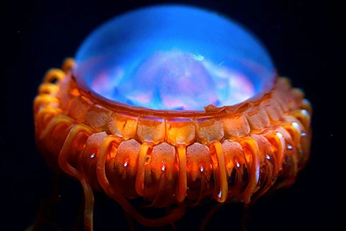 [ẢNH] Bất ngờ trước khả năng tự phát sáng của một số loài sinh vật