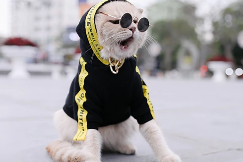 [ẢNH] "Tan chảy" trước vẻ đáng yêu của những chú mèo đẹp nhất thế giới