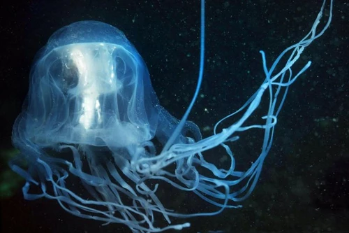 Điểm tên những loài động vật có nọc độc nhất hành tinh