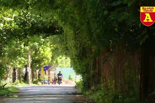 Ngắm con đường xanh mát ở huyện Thanh Trì