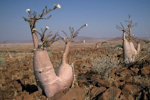 Những loài thực vật kỳ lạ nhất thế giới