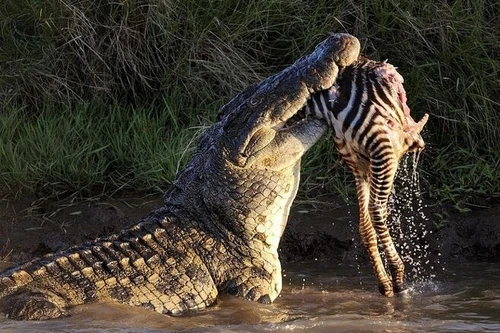 Những loài động vật có thể nghiền nát con mồi trong nháy mắt 