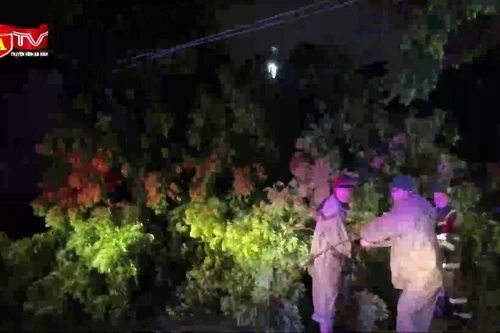 Phường Xuân La khắc phục cây đổ sau bão ngay trong đêm 