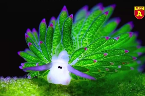 Kỳ lạ, loài động vật có khả năng quang hợp 