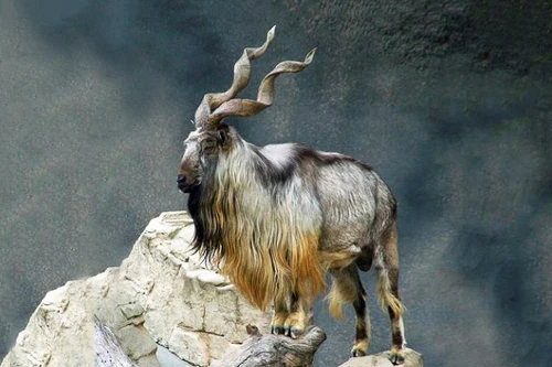 Những loài động vật có râu độc đáo nhất thế giới