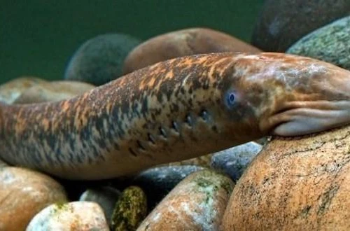 Những loài động vật có trái tim kỳ lạ nhất thế giới