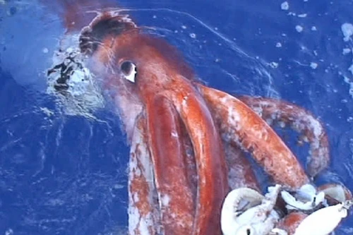 Vợ chồng già người Đức sắm tàu ngầm, săn mực khổng lồ bí ẩn