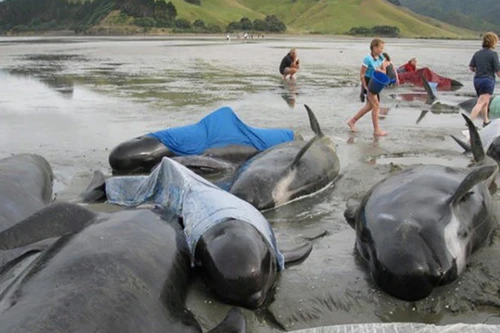 New Zealand: 143 con cá voi hoa tiêu bị mắc kẹt trên bãi biển