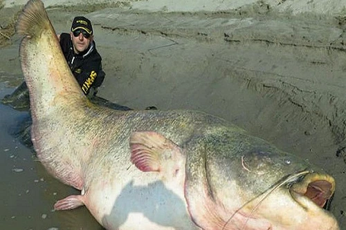 Bắt được “quái vật khổng lồ” có thể nuốt chửng một con người