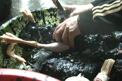 Dùng nhựa thông giết mổ gia cầm có thể bị truy cứu trách nhiệm hình sự