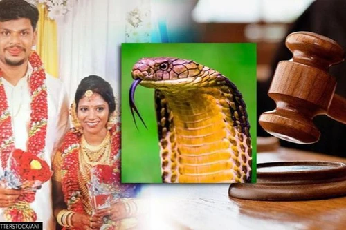 Ấn Độ cảnh báo xu hướng dùng rắn làm vũ khí giết người 