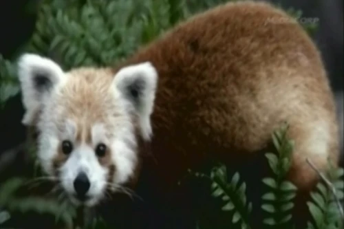 Mỹ tìm thấy chú gấu trúc đỏ quý hiếm bị sổng chuồng