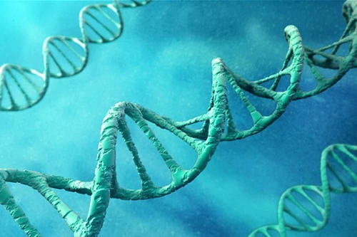 Cơ chế hoạt động của gene gây béo phì