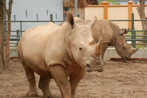 Nuôi thương mại ĐVHD- Con đường dẫn đến sự tuyệt chủng