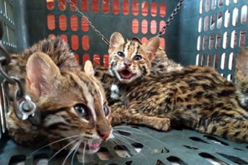 Mở trang trại nuôi động vật hoang dã để... tiện buôn bán